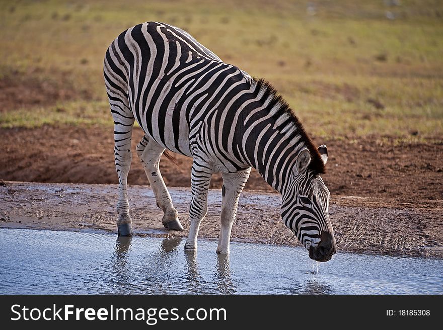 A large Zebra Stallion Drinks ona hot thirsty day. A large Zebra Stallion Drinks ona hot thirsty day