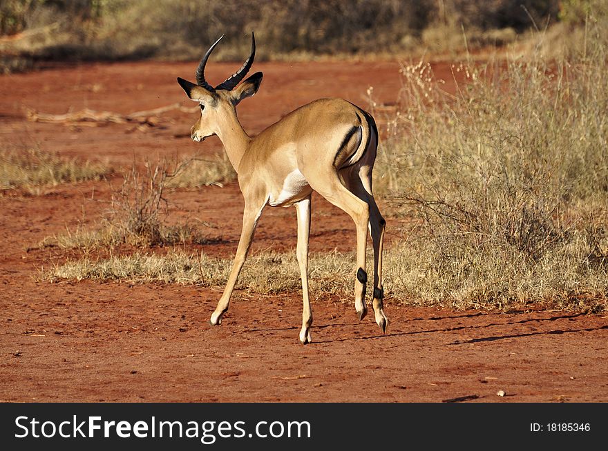 Gazelle running in Tsavo West Kenya, Africa. Gazelle running in Tsavo West Kenya, Africa