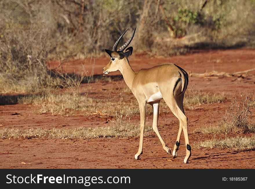 Gazelle eating in Tsavo West Kenya. Gazelle eating in Tsavo West Kenya