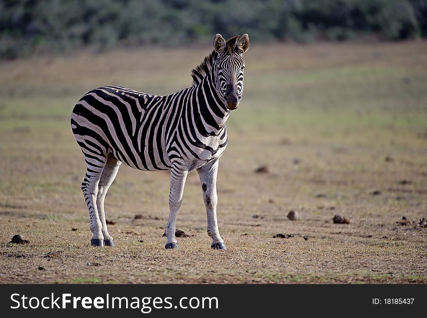 A powerful Zebra Stallion stares at the camera