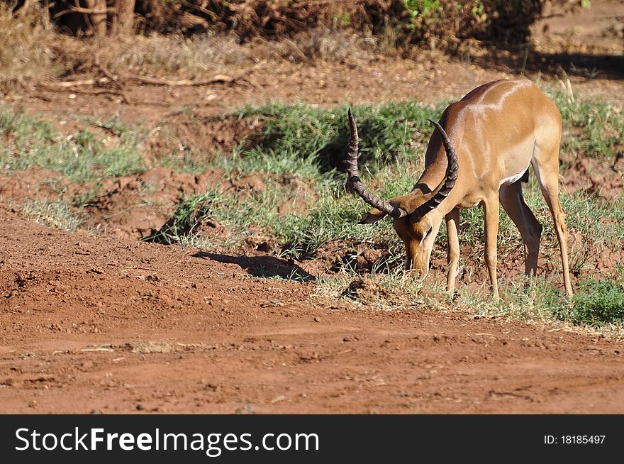 Gazelle eating in Tsavo West Kenya. Gazelle eating in Tsavo West Kenya