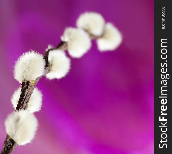 Fresh willow in front of violet background with copy space