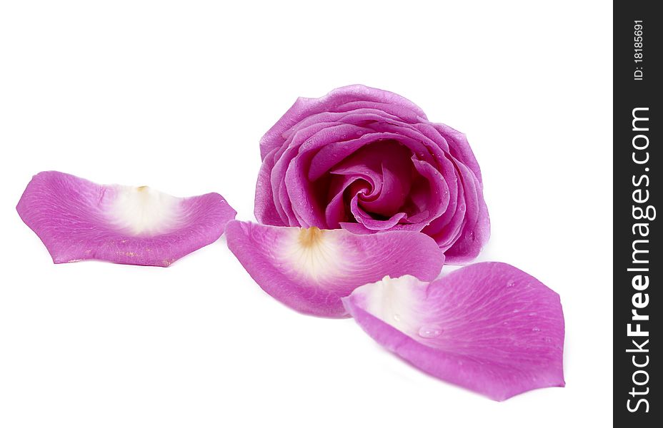 Pink rose and petals isolated on white