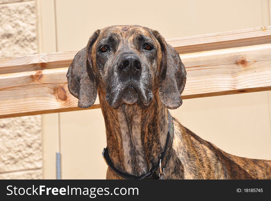 Great dane outside in natural light