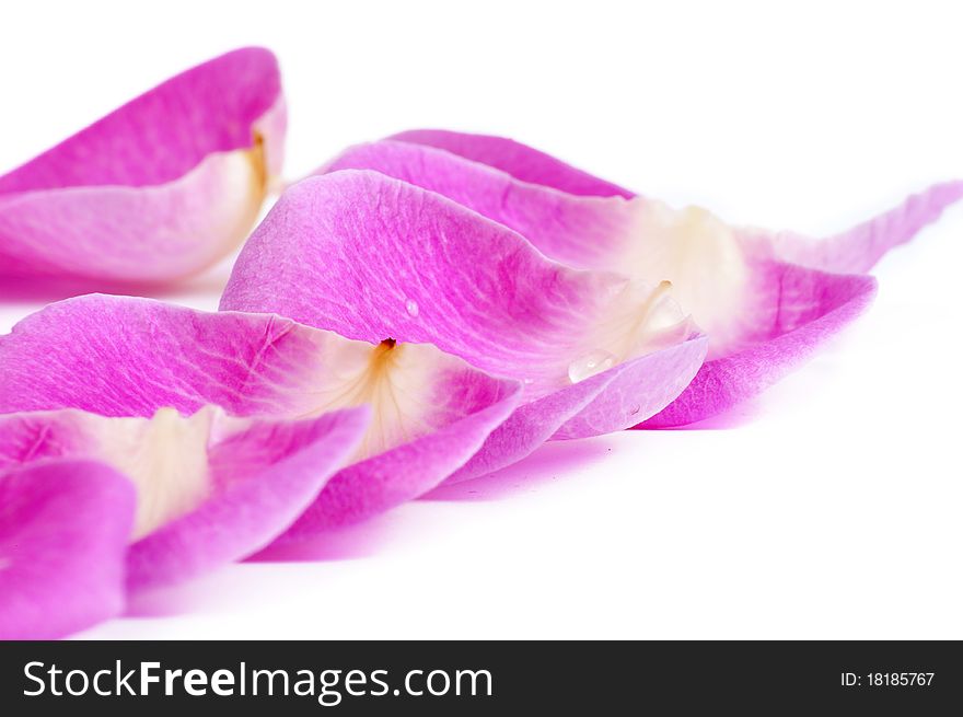 Pink petals isolated on white