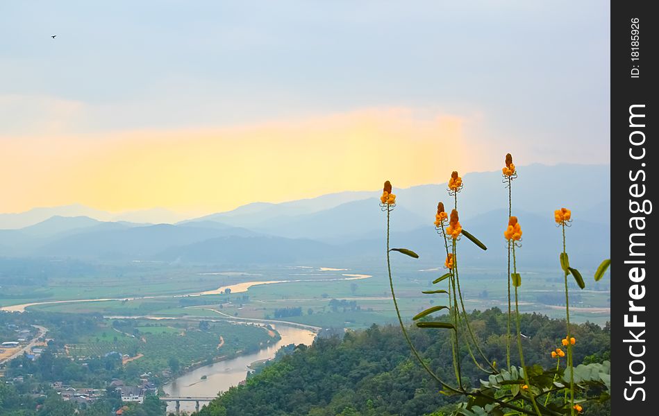 Yellow flower in the hill with sunrise. Yellow flower in the hill with sunrise.