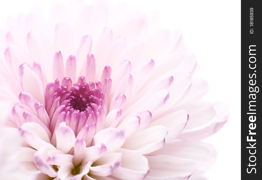 Pink chrysanthemum - macro photo isolated on white