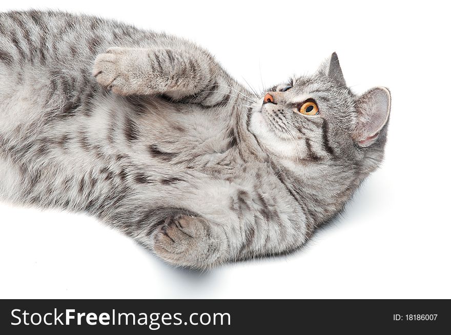 Young funny grey cat, isolated on white. Young funny grey cat, isolated on white