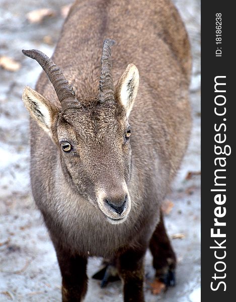 Alpine Steinbock - Capra ibex ibex