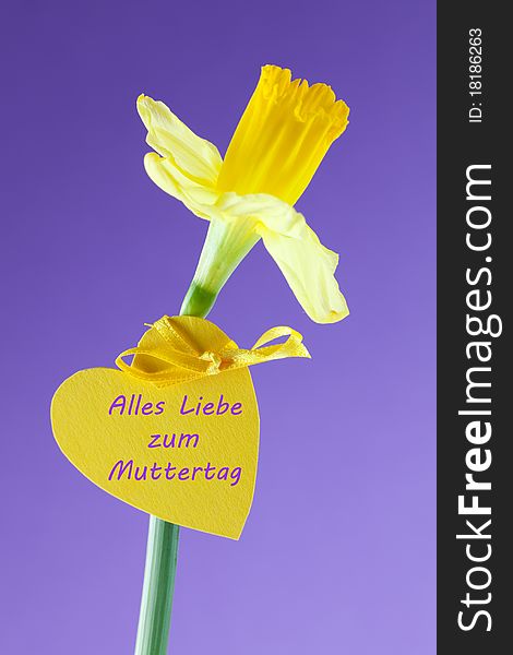 Daffodil with heart label in front of violet background. Daffodil with heart label in front of violet background