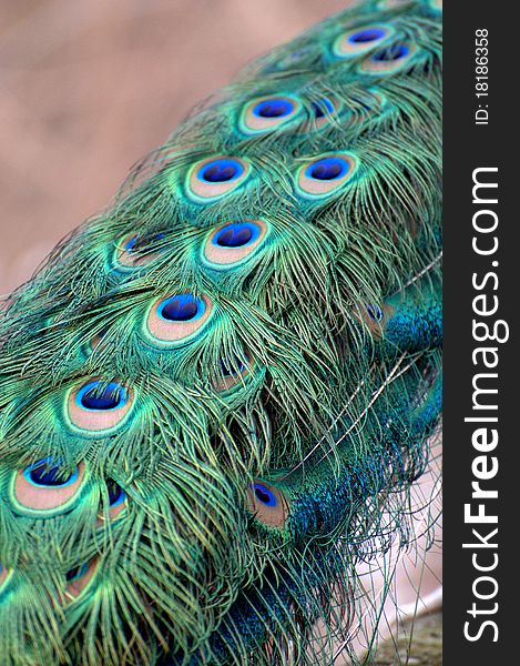 A background of Beautiful and colorful peacock tail feathers. A background of Beautiful and colorful peacock tail feathers.