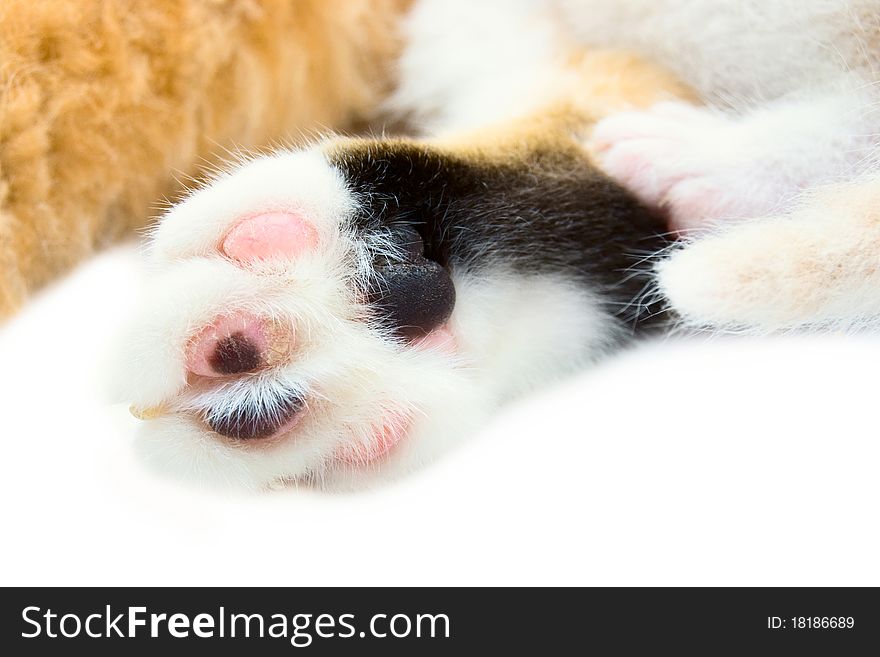 Paws of a cat and kitten a close up