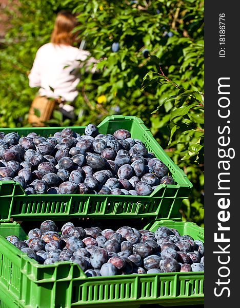 A Women is picking Plums with harvested Plums in Foreground. A Women is picking Plums with harvested Plums in Foreground