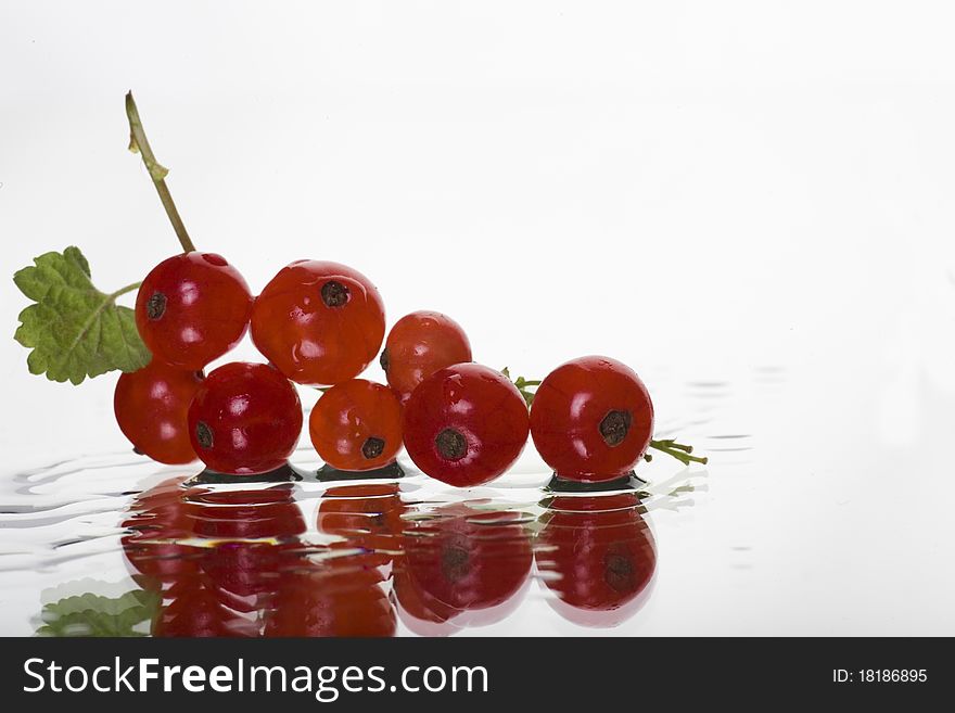 Redcurrant laing in water drops background