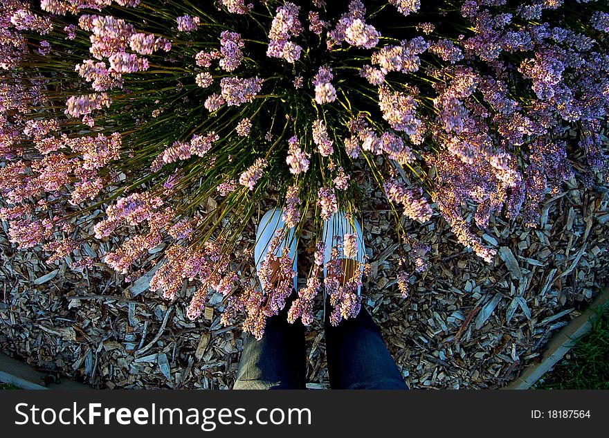 Feet at lavender fields at Tasmania