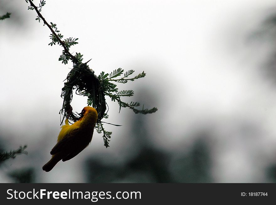 Tanzanian weaver bird weaving nest against sky. Tanzanian weaver bird weaving nest against sky