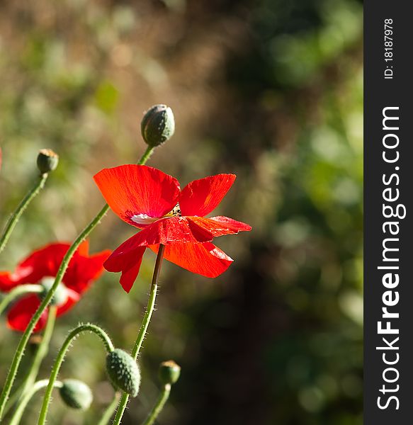 Flowering red poppy on a green background. Flowering red poppy on a green background