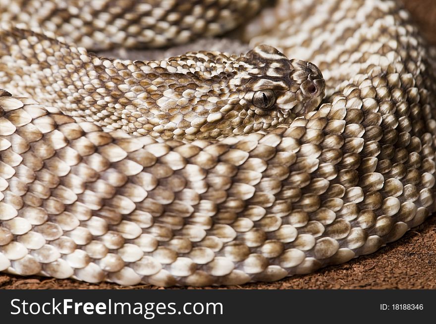 Uracoan Rattlesnake Portrait in Terrarium