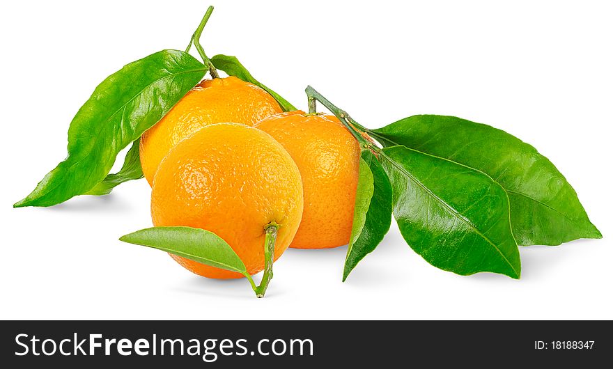 Three tangerines over white background. Three tangerines over white background