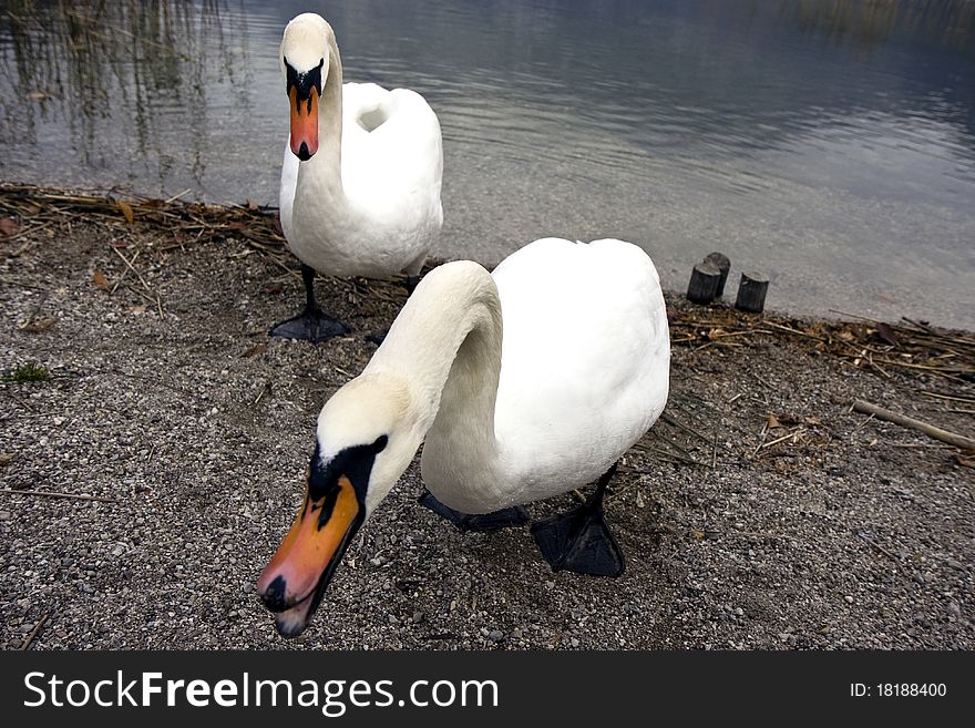 Two white swans on a lake. Two white swans on a lake