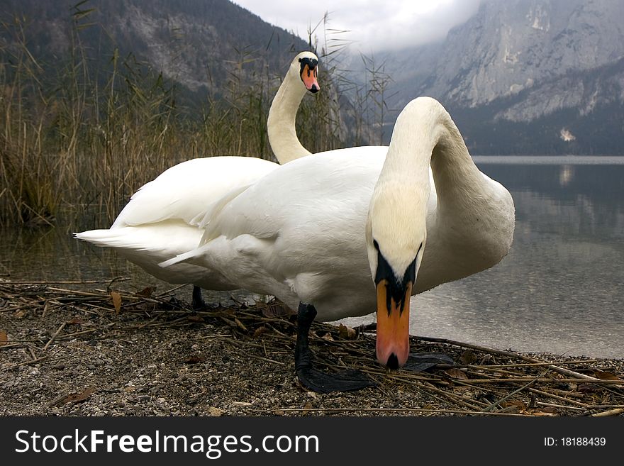 Two white swans on a lake. Two white swans on a lake