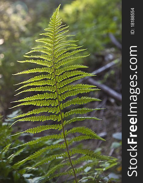 Green wild fern in forest. Green wild fern in forest