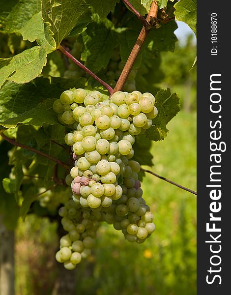 Cluster of white grapes in the vineyard in indian summer. Cluster of white grapes in the vineyard in indian summer