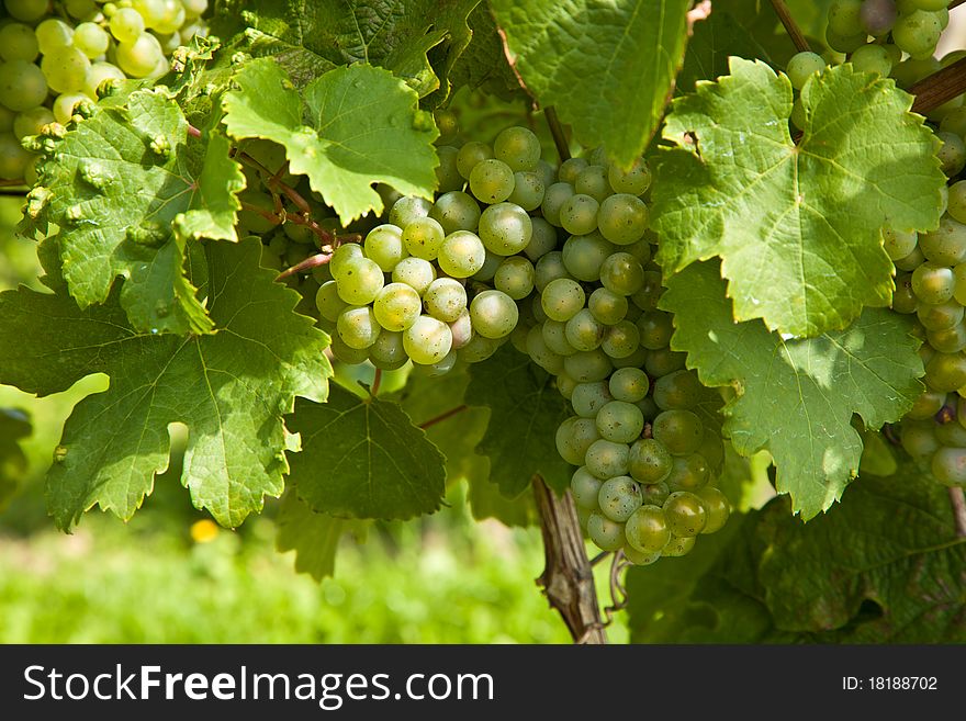 Cluster of white grapes in the vineyard in indian summer. Cluster of white grapes in the vineyard in indian summer