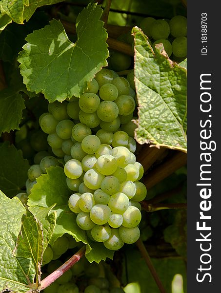 Cluster of white grapes in the vineyard in indian summer. Cluster of white grapes in the vineyard in indian summer