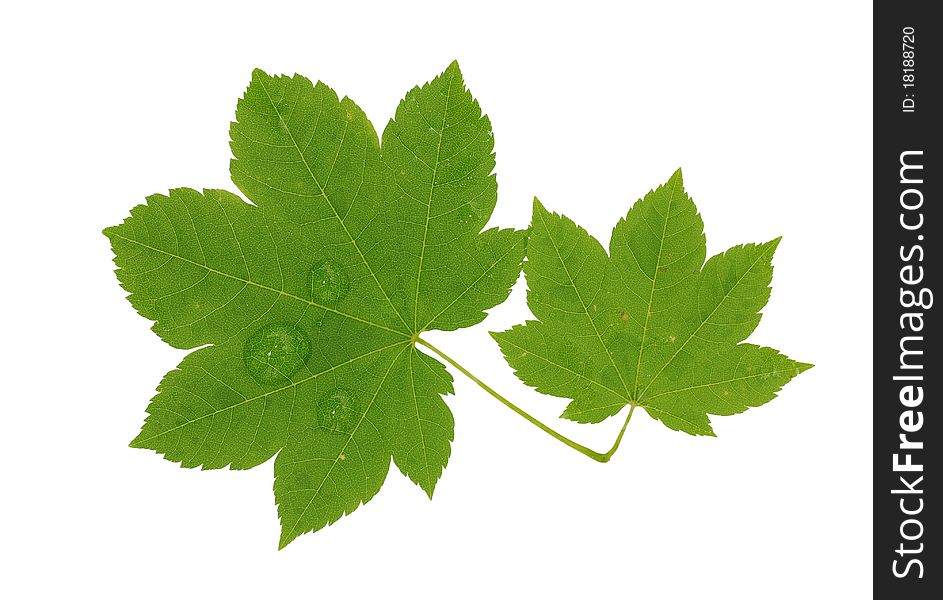 Brightly green maple leaf isolated on a white background