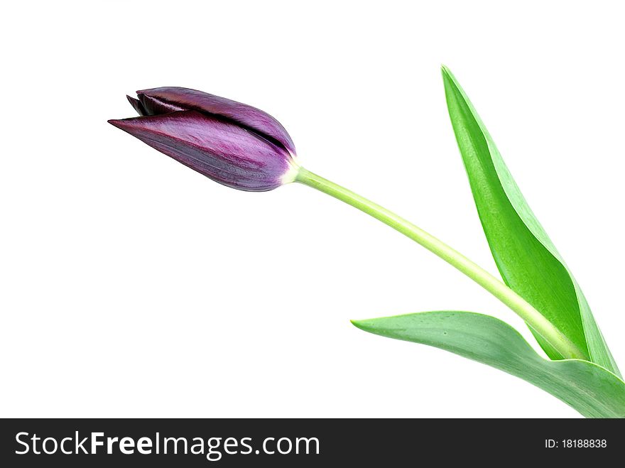 Black tulip isolated on white background.