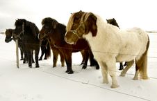 Icelandic Horse Stock Images