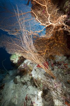Sea Fan, Coral And Fish In The Red Sea. Stock Image Sea Fan, Coral And Fish In The Red Sea. Stock Image
