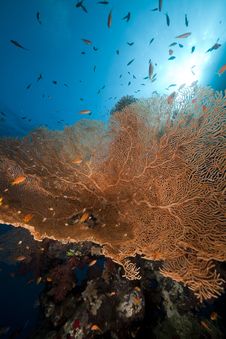 Sea Fan, Coral And Fish In The Red Sea. Stock Images