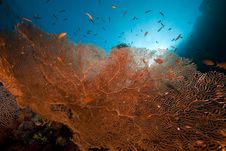 Sea Fan, Coral And Fish In The Red Sea. Stock Photos
