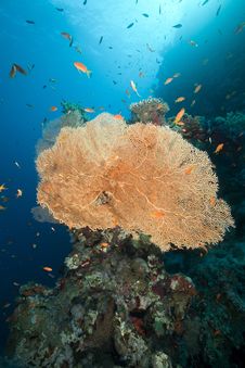 Sea Fan, Coral And Fish In The Red Sea. Stock Photos Sea Fan, Coral And Fish In The Red Sea. Stock Photos