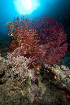 Sea Fan In The Red Sea. Royalty Free Stock Photo Sea Fan In The Red Sea. Royalty Free Stock Photo