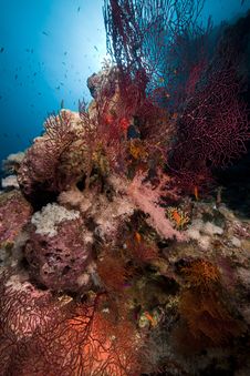 Sea Fan In The Red Sea. Royalty Free Stock Image Sea Fan In The Red Sea. Royalty Free Stock Image
