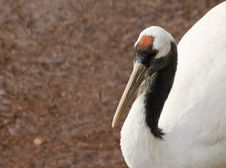 Red Crowned Crane Stock Image Red Crowned Crane Stock Image