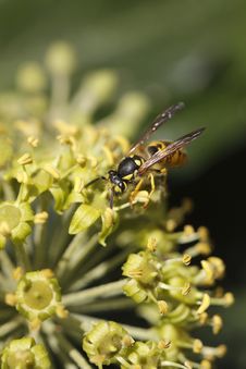 Common Wasp Stock Images