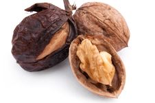 Walnut Royalty Free Stock Photography Walnut Royalty Free Stock Photography