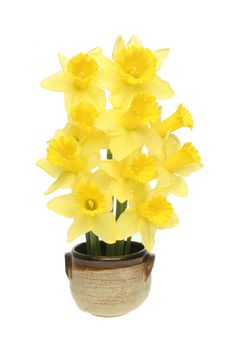 Daffodil Arrangement Royalty Free Stock Image