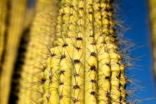 Saguaro Cactus Royalty Free Stock Photos Saguaro Cactus Royalty Free Stock Photos