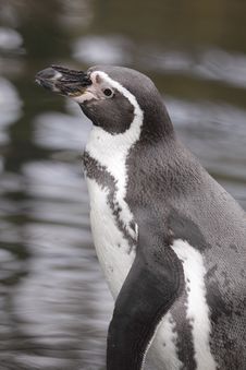 Humboldt Penguin Stock Images