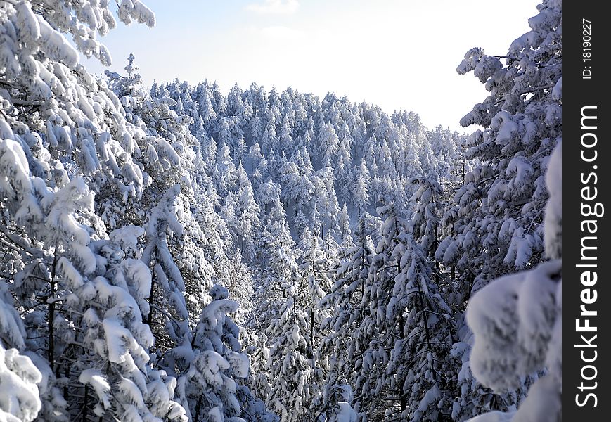 Winter Landscape, Tree Forest Covered by Snow