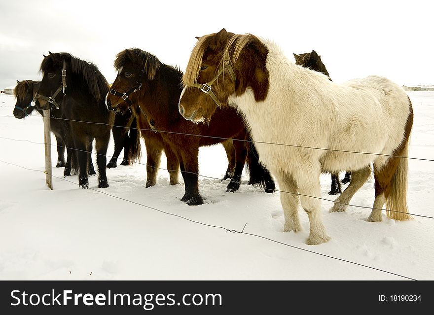 Icelandic horse in winter time