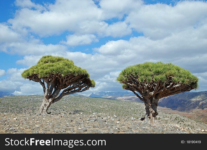 Dragon tree on Socotra island.