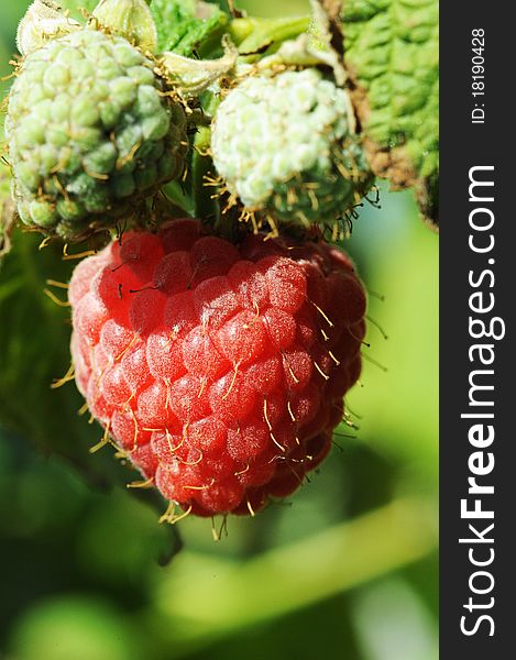 Red ripe raspberry growing in the green garden