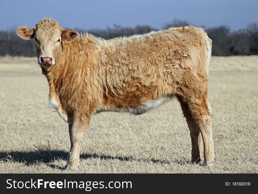 Yearling heifer calf, Charolais crossbred, golden red curly fur, winter pasture, brown grass, blue sky