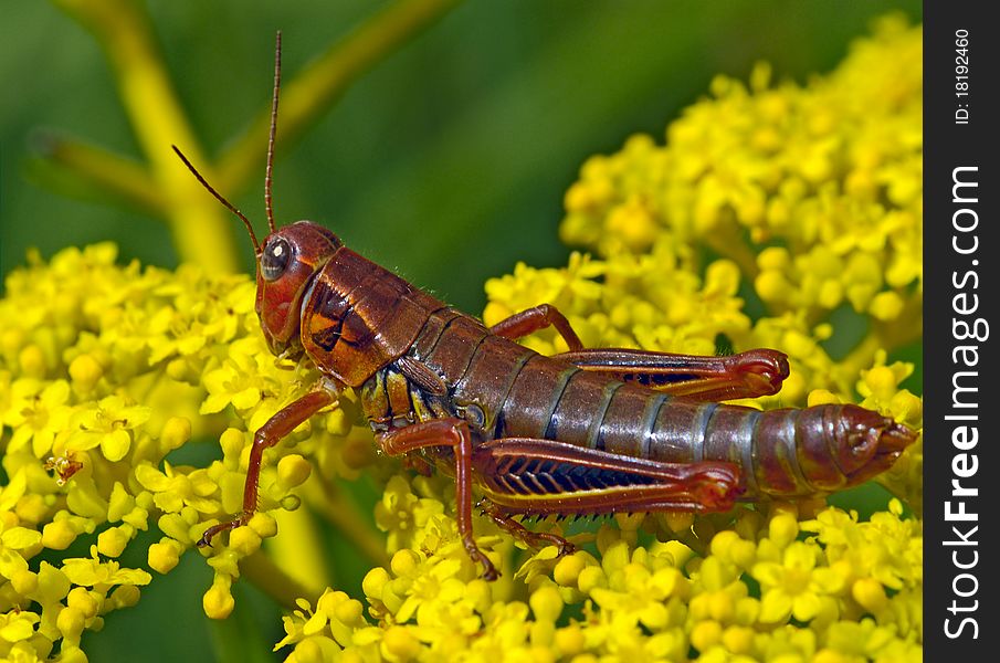 Large brown locust sitting on small yellow flower. Large brown locust sitting on small yellow flower